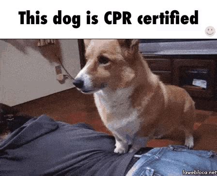 Funny Cpr Gif Horizontal Brian Practicing First Aid GIF.  Funny Cpr Gif